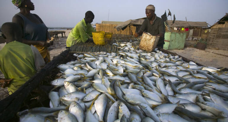 Afrique-Caraïbes-Pacifique : Don de 40 millions d’euros de l’UE pour soutenir la pêche durable et l’aquaculture